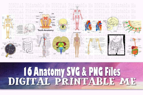 Anatomy 16 Images, Clip Art Pack